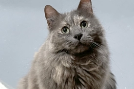 Pictured is a grey and peach colored cat looking up at the camera. She is sitting on a grey concrete floor.