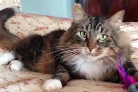 A tabby cat with white chest and paws sits on a flowery comforter with a pink and purple feather toy in front of him.