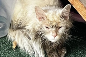 A long-haired, very dirty white cat with her eyes almost closed is crouched under a shelf on a deck, looking at the camera.