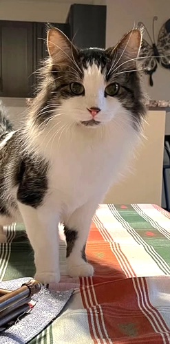 Pictured is a long-haired white cat with grey tabby patches standing on a table with a kitchen in the background. He is looking directly at the camera.