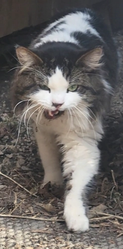 Pictured is a long-haired white cat with grey tabby patches walking toward a camera outside. His mouth is open and it is evident he has a broken lower jaw.
