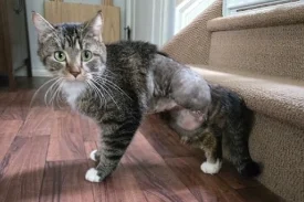 Photo is of a brown and black striped tabby with white chest and paws. You can see the area where a rear leg was amputated. The cat is on three legs in front of a set of carpeted stairs.