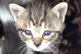 A three week old brown and black tabby kitten with blue eyes stares into the camera.