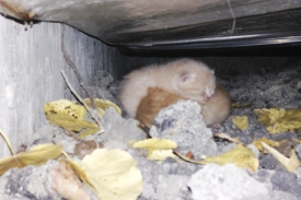A light orange three-week-old kitten sleeps on top of a darker orange three-week-old kitten among leaves and rocks in a crawlspace under a school addition.