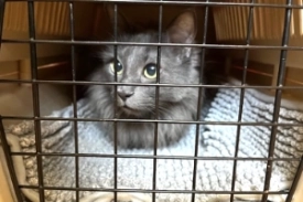 A long-haired grey cat sits on a grey IKEA bath mat inside a plastic cat carrier with the metal door closed, ready for transport.