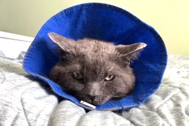 Pictured is a grey cat wearing a blue Elizabethan collar, with his ears flattened to the each side. He is looking directly at the camera and lying on a light grey comforter.