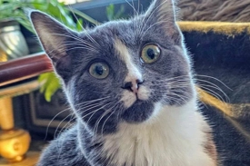 A grey and white cat stares directly at the camera. A plant is in the background.