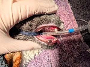 Photo shows a cat's gums during dental surgery after removal of the teeth.