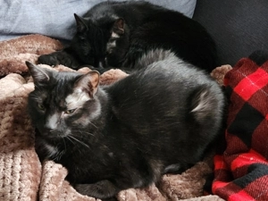 Image shows two black cats snuggled together.