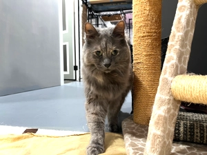 Image is of a dilute tortoiseshell cat walking toward the camera beside a sisal scratching post.