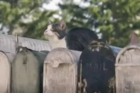 An eyeless grey tabby with white face and chest sits on top of a row of metal mailboxes outside in a field in the Stephen King movie, The Long Walk.