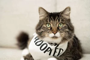 A grey and white tabby cat wears a bandana that says "I'm  Adopted!"