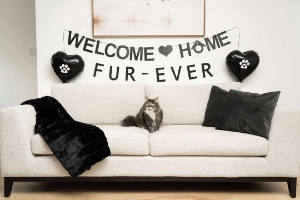 A grey and white tabby cat sits on a white couch with a sign above him that says "Welcome Home Fure-Ever."