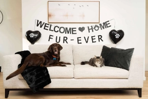 A chocolate lab and grey and white tabby cat sit on a white couch together.