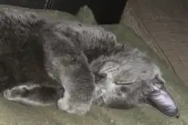 A grey kitten sleeps on a green blanket.