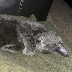 A grey kitten sleeps on a green blanket.