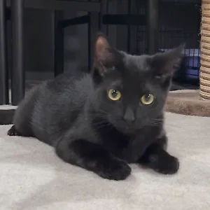 A black cat is lying on a beige carpet.