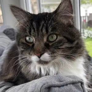 A long-haired tabby and white cat is sitting on the back of a grey couch.