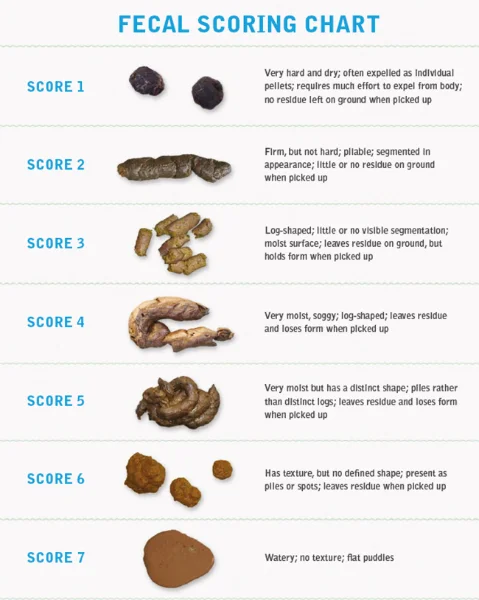 A fecal reference chart for cats to determine whether a cat has normal stool or may require intervention.