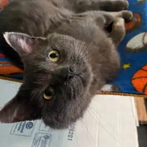 A grey cat reclines in a blue hammock.