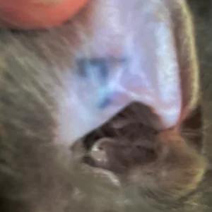 The inside of a cat's ear flap showing a "T" tattoo that denotes the cat has been TNRd