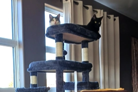 A white and tabby cat and a black cat atop a blue cat tower with a beige curtain behind them.