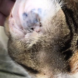 A photo of the inside of a cat's ear flap showing a very difficult to read tattoo whose first letter is a "D."