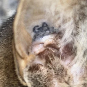 Photo shows the inside of a cat's right ear displaying a tattoo whose letters are GA and numbers are difficult to read.