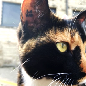 Photo of a black, white and orange tortoiseshell cat's face (side view) showing a partial ID tattoo in her right ear.