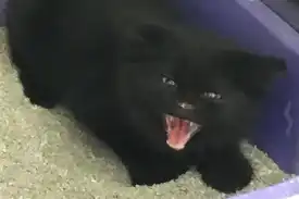 A black kitten in a purple litterbox hissing with his ears back.