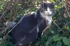 A grey cat with white face and chest sits under a shrub looking at the camera.