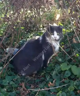A grey cat with white face and chest sits under a shrub looking at the camera.